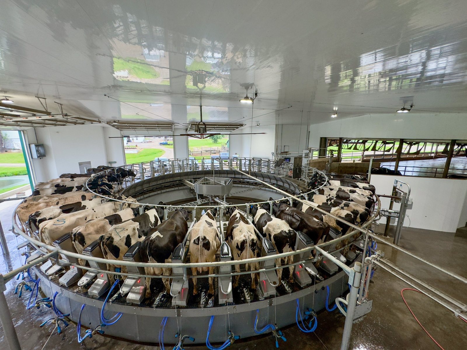 Holstein dairy cows being milked on a rotary parlor in Virginia