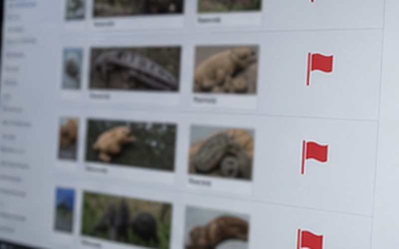Source-card thumbnail for Is YouTube promoting the exotic pet trade?
